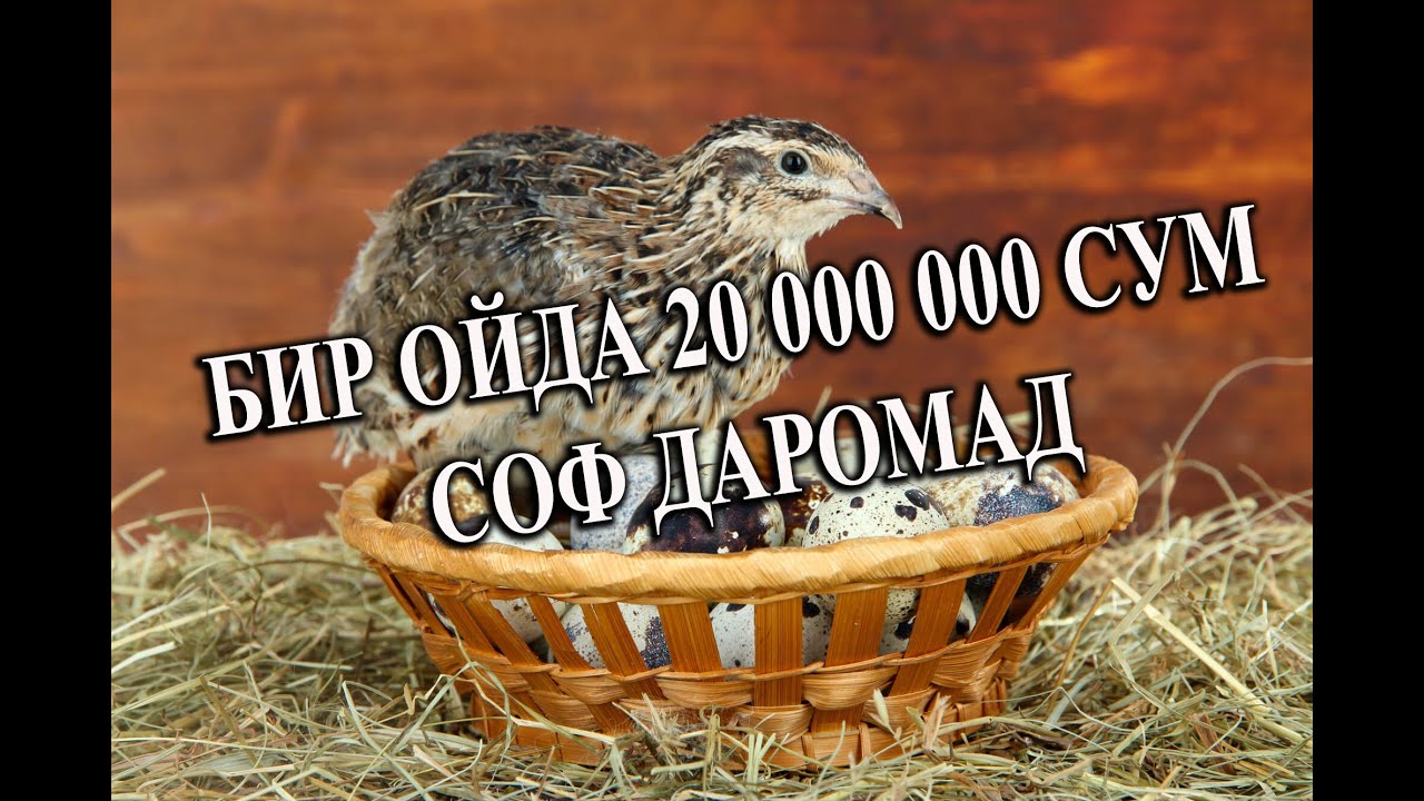 УЙ ШАРОИТИДА БЕДАНА БОҚИБ 20 000 000 СУМ ДАРОМАД ОЛИНГ