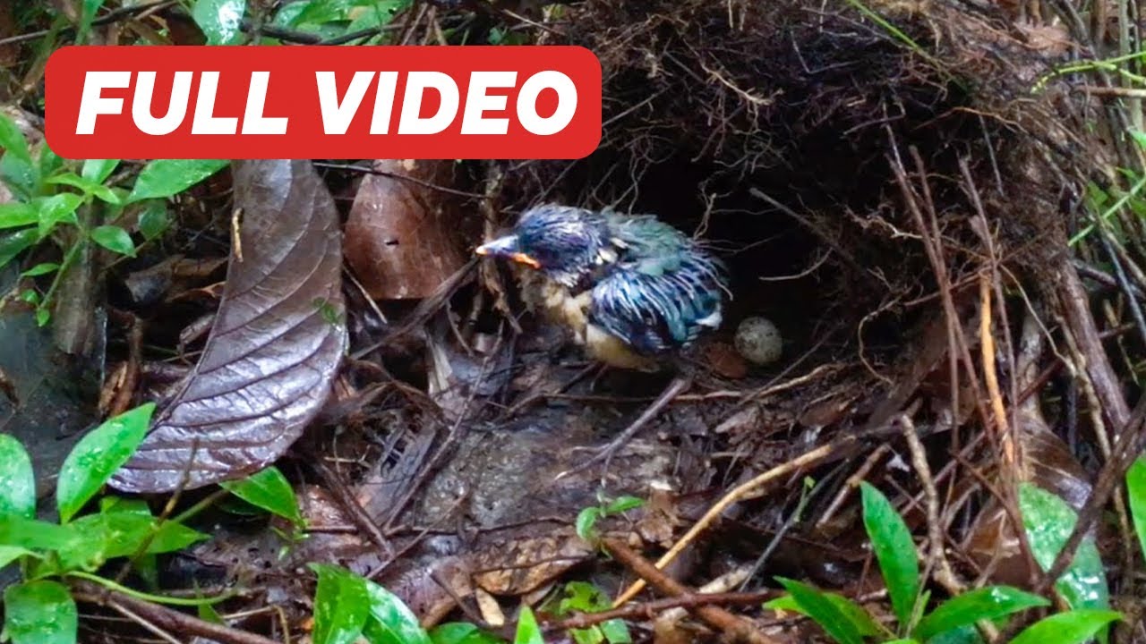 Baby Bird Disappearing and Last Chick Escaping in Rainy Day (Full Video) – Pitta Nest on the Ground