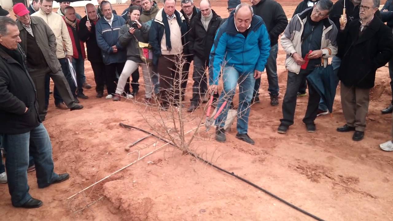 Poda Magrana 01
