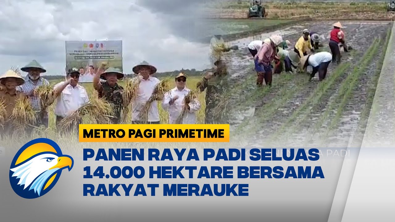 Masyarakat Merauke Panen Raya Padi Seluas 14.000 Hektare
