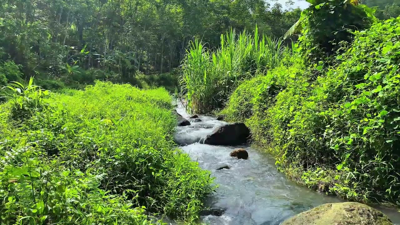 😌 Refresh Your Mind 🌊 Natural Forest River Ambience