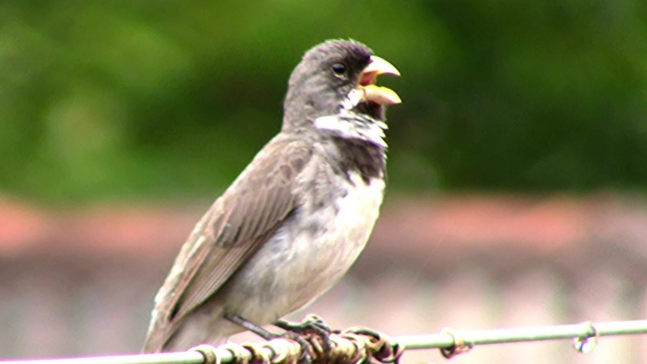 Coleiro Canto Regional do Sul - Lindo de Ver ✔