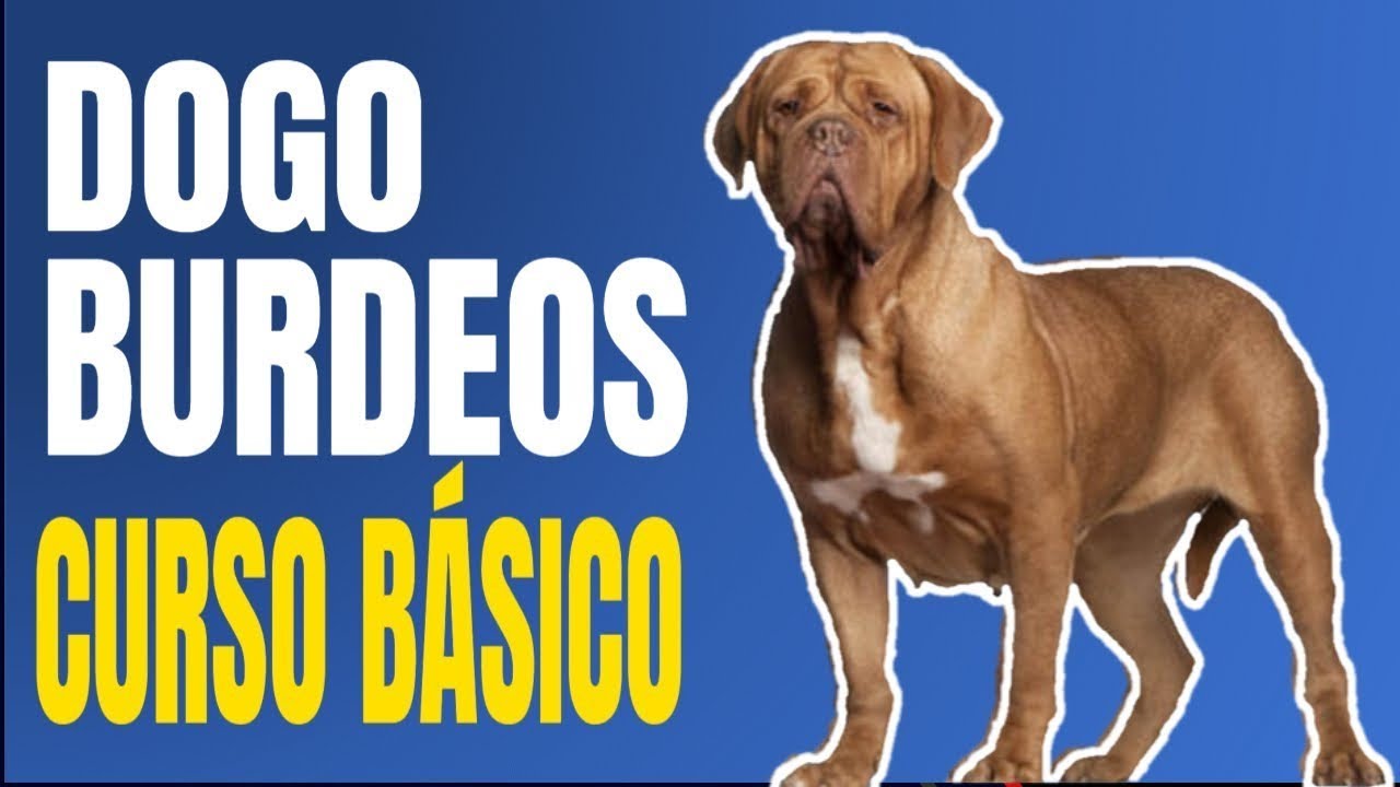 Entrenamiento DOGO BURDEOS