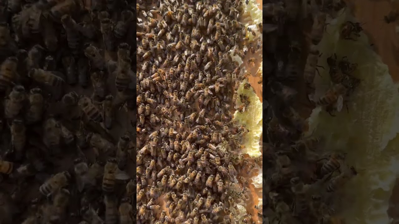 Can You Find the Queen Bee?