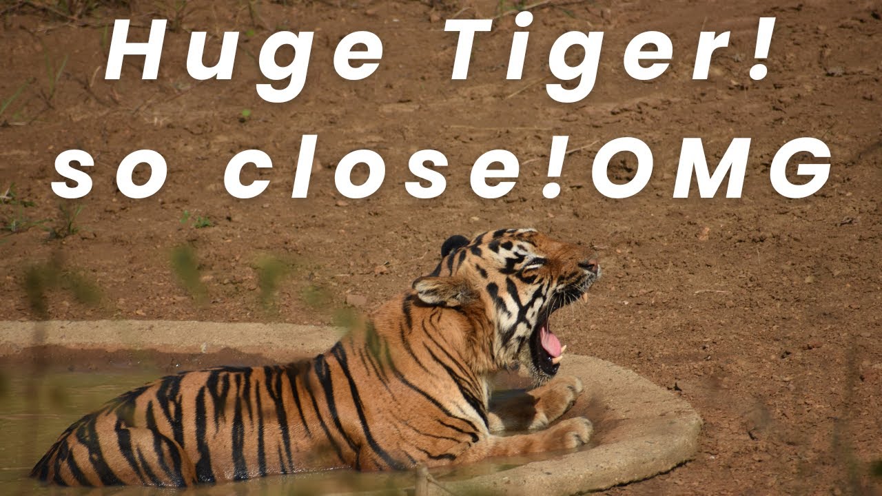 XYLO the Giant Tiger Spotted! Rare Sighting at Tadoba Andhari Tiger Reserve!