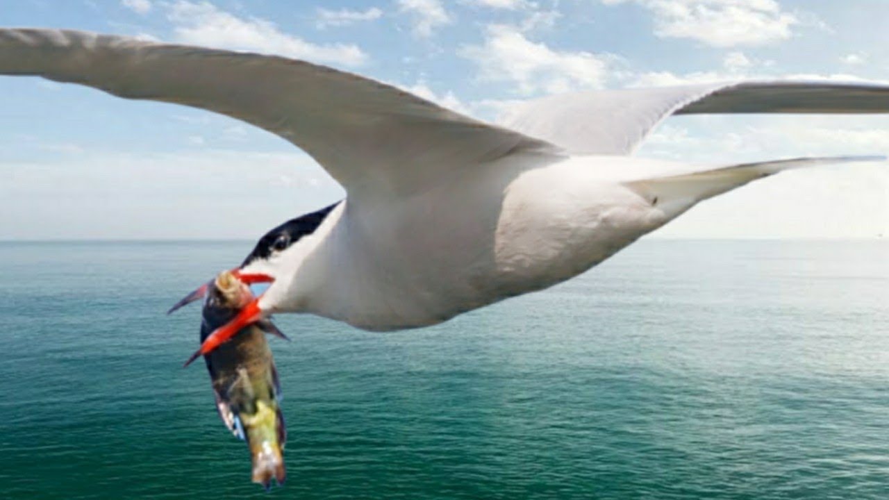 Common tern fishing 🎣
