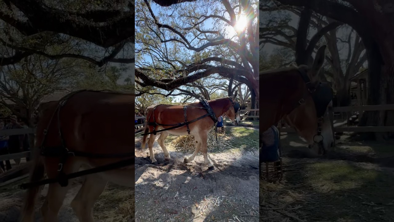 Cracker Country History Living Museum! #shotts #florida #animals #shortsviral