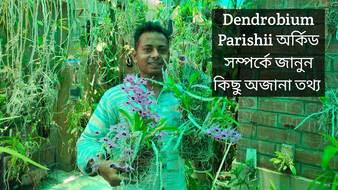 Dendrobium Parishii Orchid:How to grow প্যারিশি অর্কিডের যত্ন#dendrobium#care@SandipOrchid