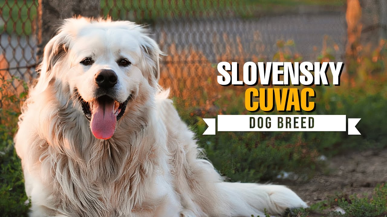Slovensky Cuvac (Slovakian Shepherd) Dog Breed 101 - Everything You Need to Know