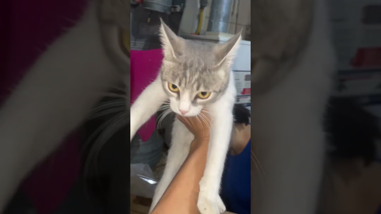 В этом видео ни один котик не по страдал#котики