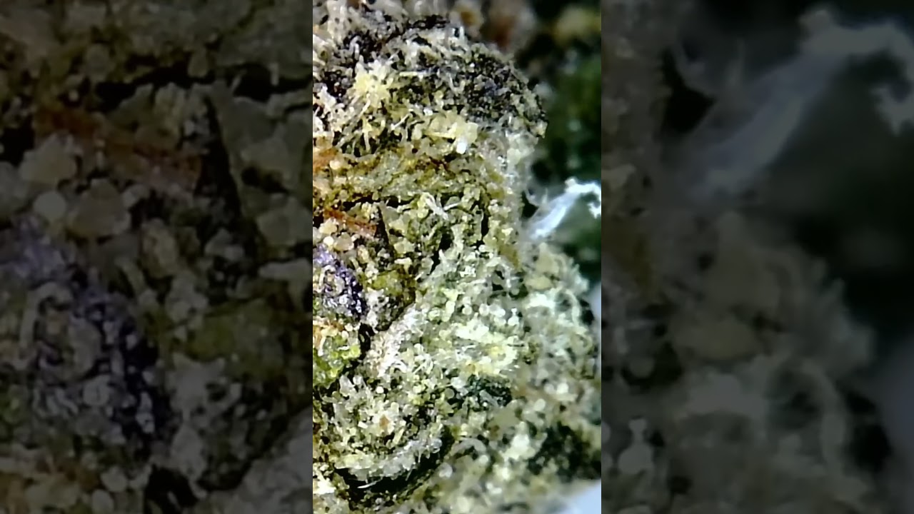 🔬🌳Cantourage Ceres No. 2 aka Slurricane Mint | 420-MedicineMan | Med. Cannabis #420Microscope