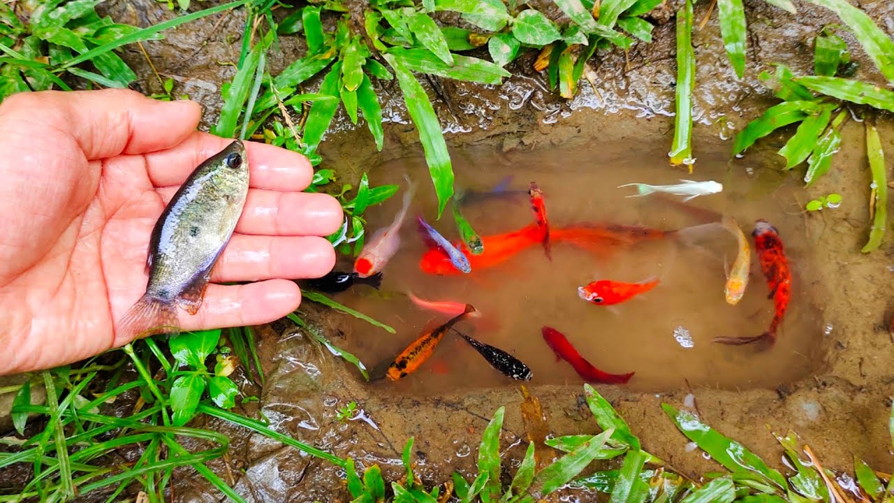 Wadidaw! Tangkap ikan hiu, ikan cupang warna-warni, ikan molly balon, ikan mas, ikan gurame, lele,