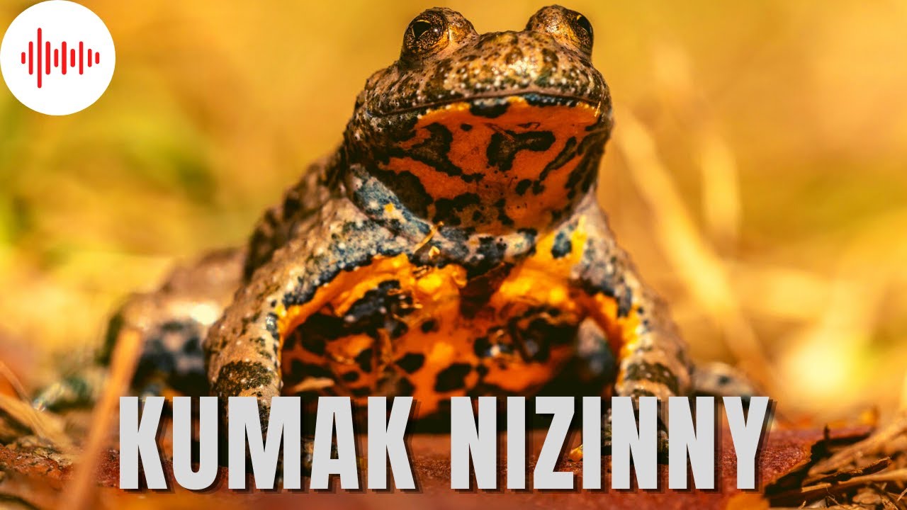 Kumak Nizinny. Odgłosy i Dźwięki jakie wydaje Kumak nizinny. Jak robi Kumak nizinny?