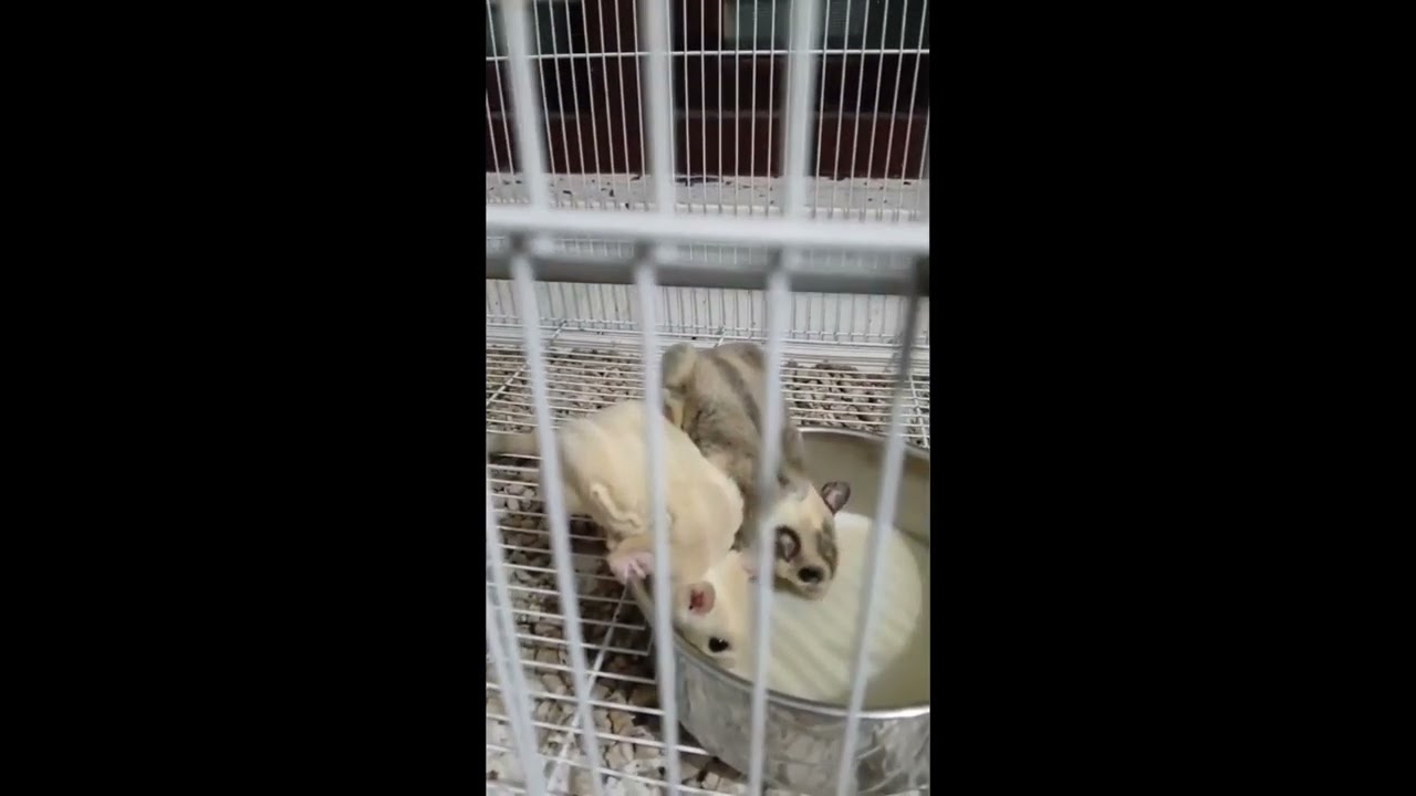 Pied split Lucy babies for sale