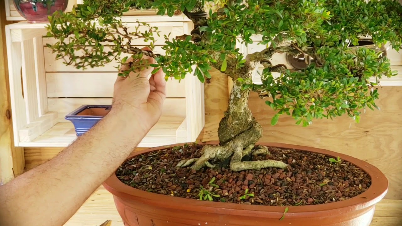 Ucarillo (Bucida espinosa)  Black Olive Bonsai in progress 01/2020