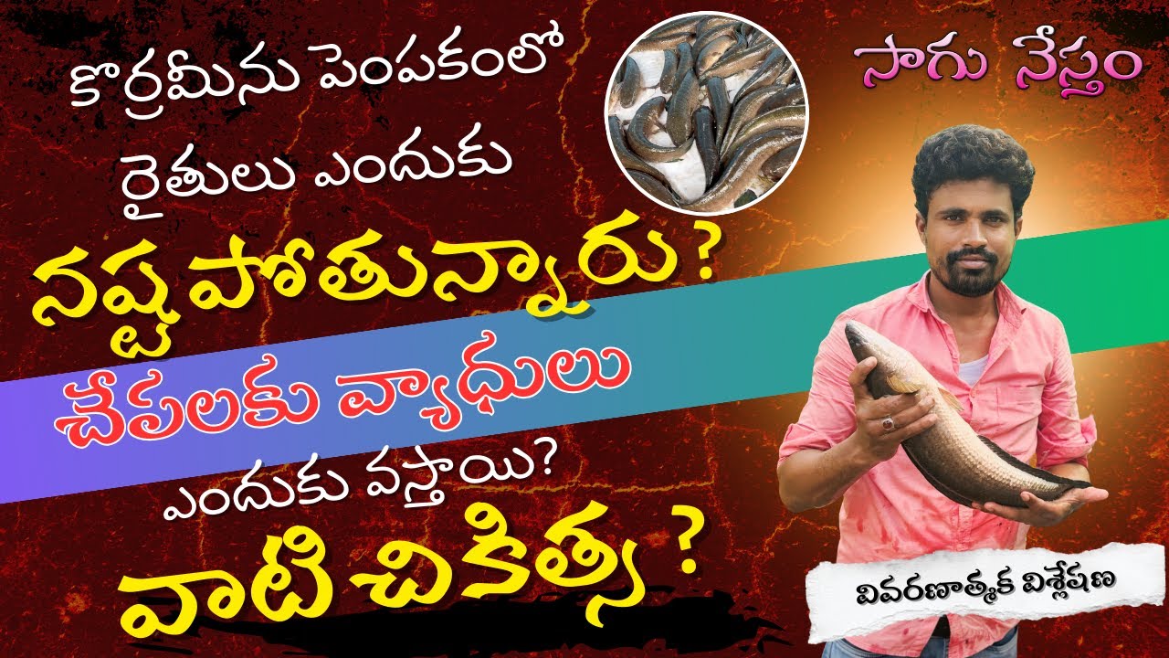 Murrel fish farming | కోరమీను చేపల సాగు పూర్తి గైడ్: రోగాలు, చెరువు నిర్వహణ &  ఆదాయం | Sagu Nestham