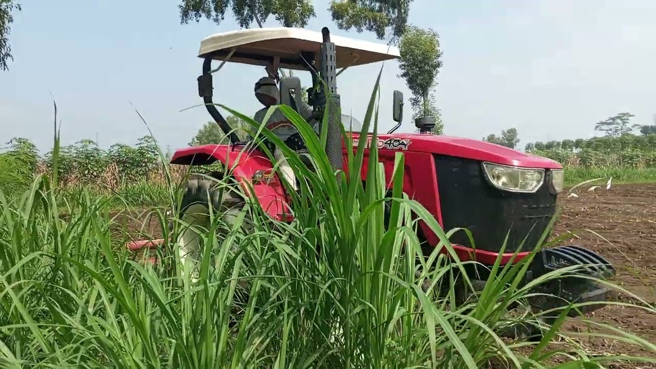 Burung Bangau Menemani Pekerja Sawah