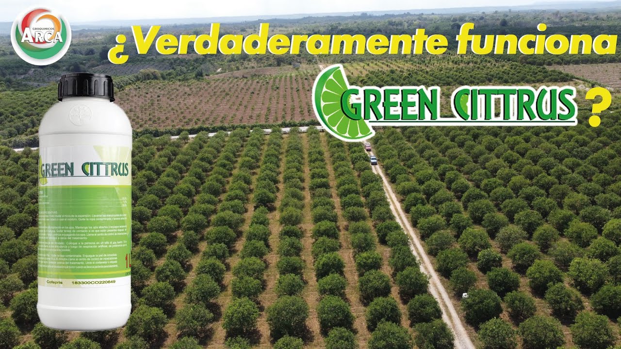 PUSIMOS A PRUEBA GREEN CITTRUS || MARTÍNEZ DE LA TORRE || VERACRUZ || CITRICOS