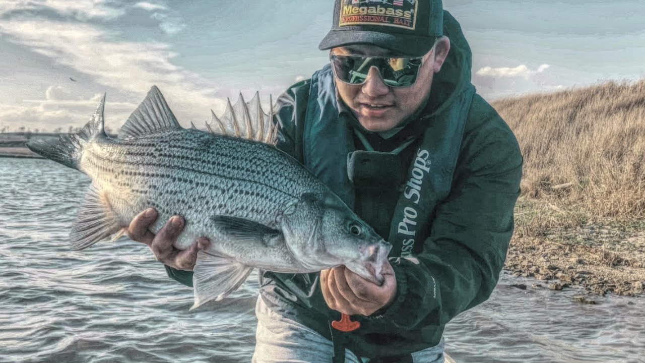 Chasing GIANT Kansas Hybrid Striped Bass