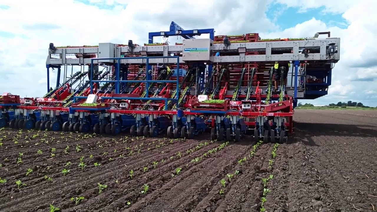Ferrari Planter FASTBLOCK celery 18LINES