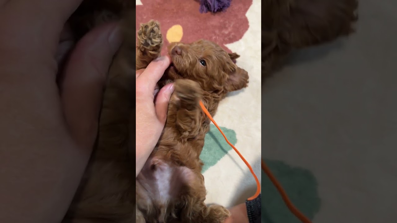 Maxine x Jive Australian Labradoodle Puppies at 5 weeks