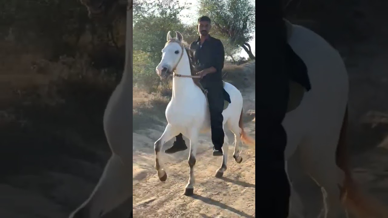 Best Nukra horse of Pakistan Nezabazi Punjabi culture Mela