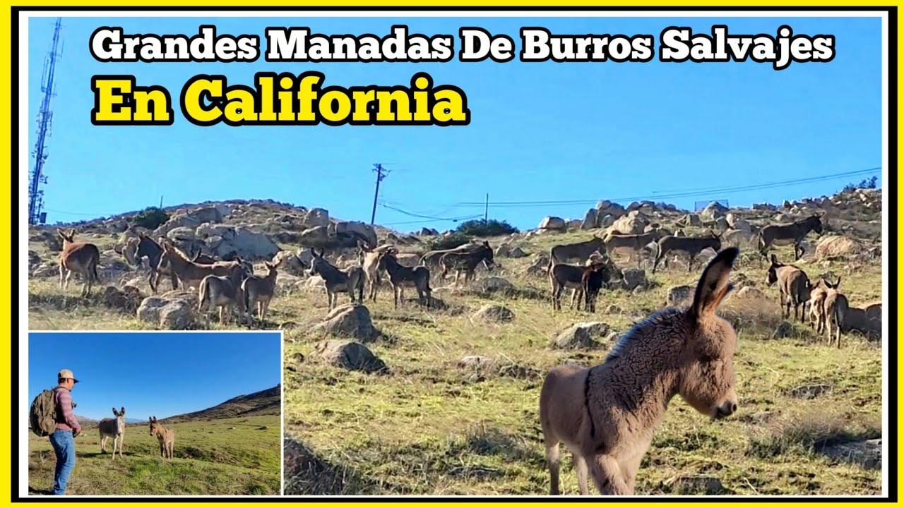 Grandes Manadas De Burros Salvajes De California 