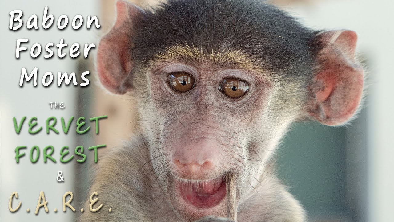 Catching Up With Orphan Baby Baboons - Oreo & Two New Orphans - Vervet Forest & CARE