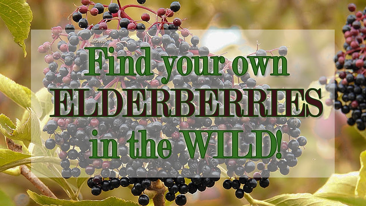 How to find Elderberries in the Wild! #elderberry #elderberrysyrup #driftless