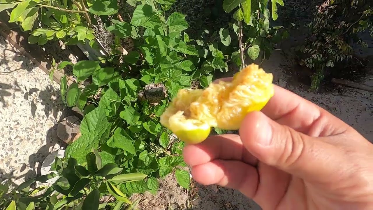 First Deanna fig of the season