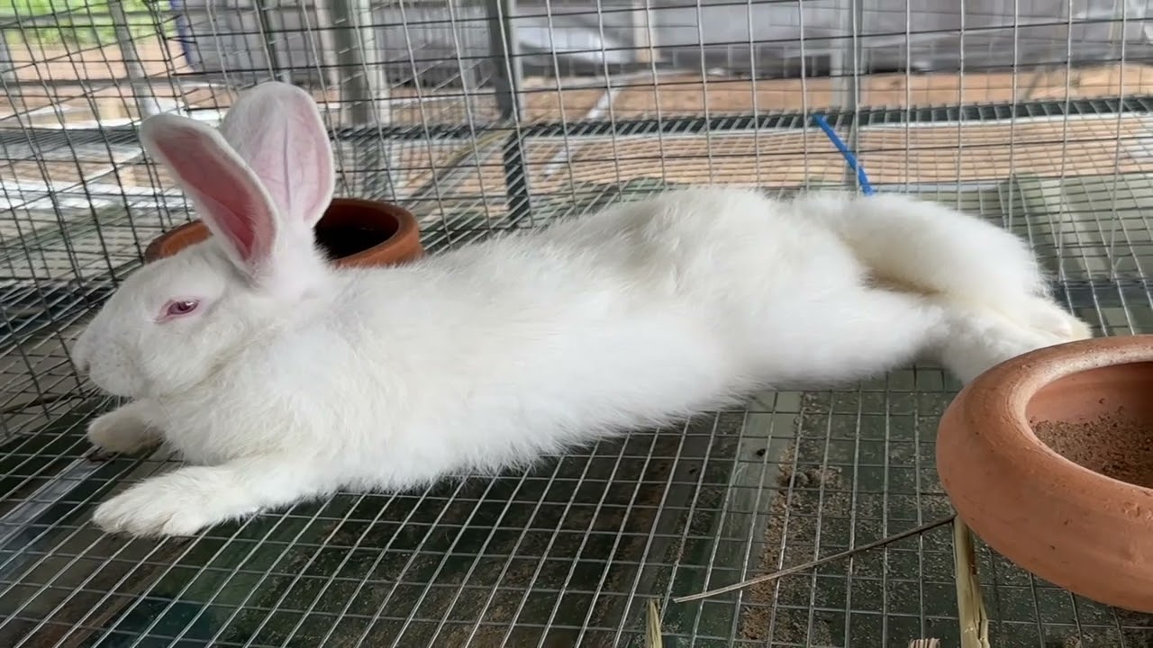 I Built The BEST Rabbit Farm In Ghana!