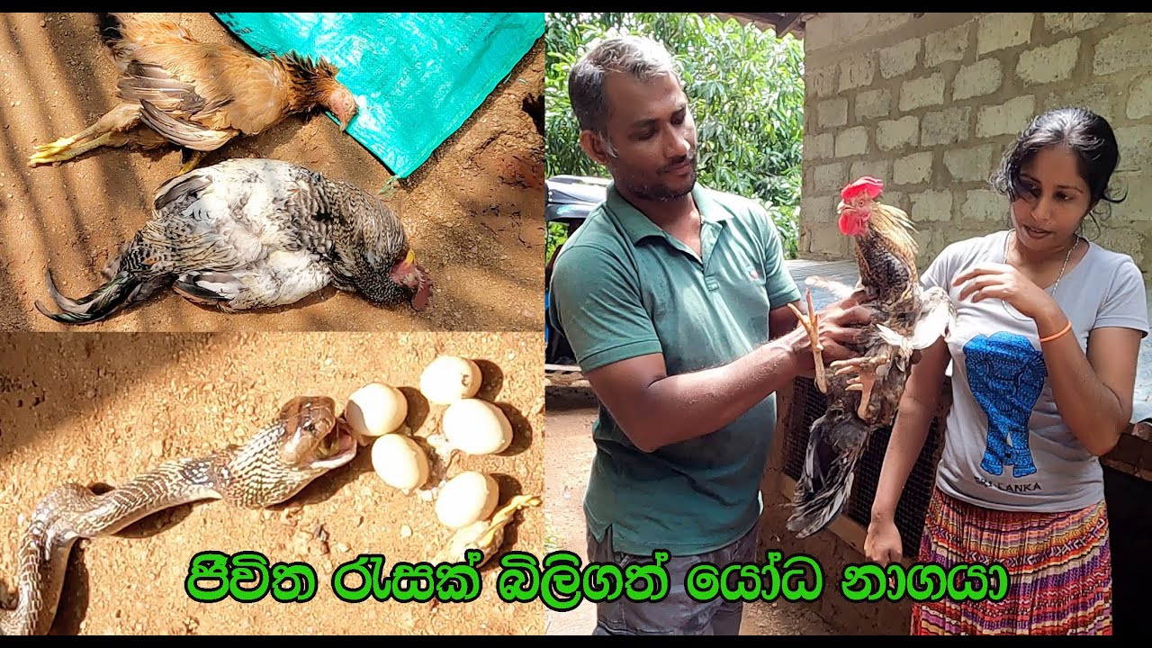 The giant cobra that claimed many lives