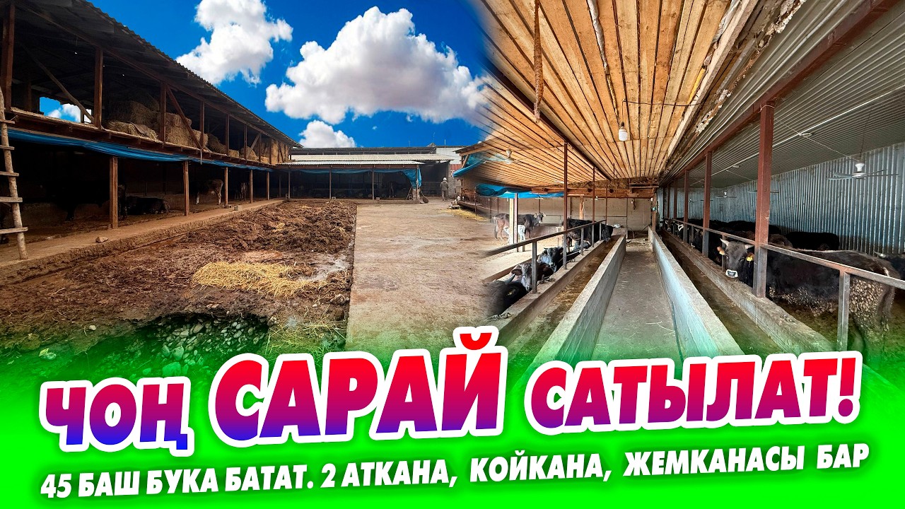 Чоң САРАЙ шашылыш САТЫЛАТ!  Жери 6 СОТИК, 45 баш бука батат. 2 аткана, койкана, жемканасы бар.