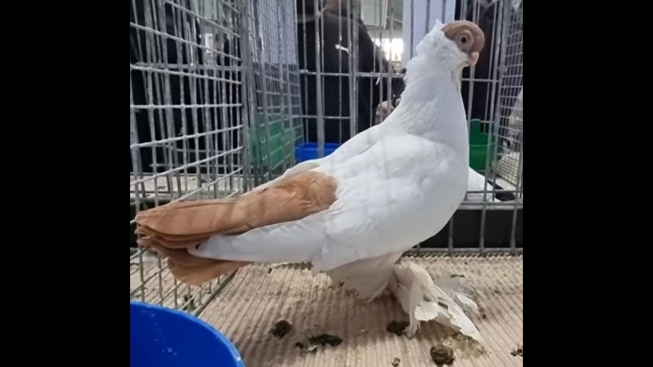 Wystawa Pruszków 10/01/2026 #gołębie #pigeon #zwierzaki #ptaki #kury #ozdoby #ozdobne