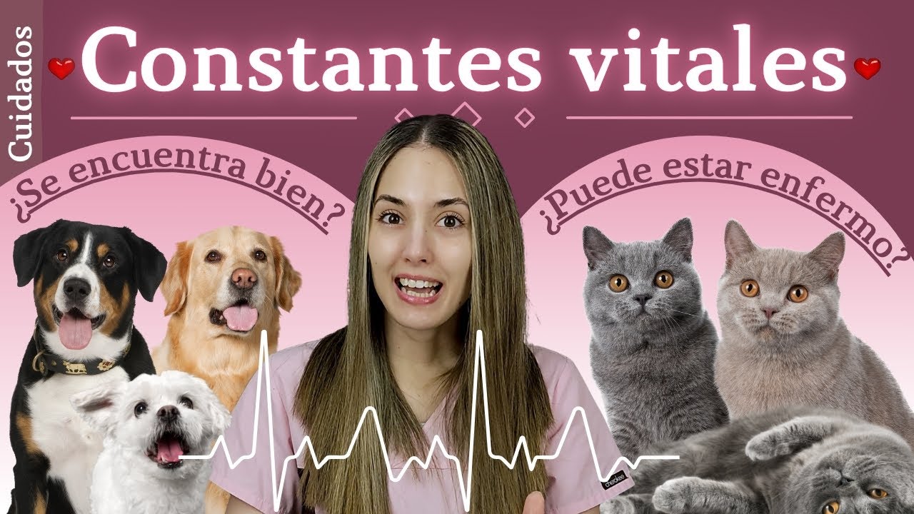 ¡Aprende a medir las ❤️CONSTANTES VITALES❤️ de tu PELUDO!