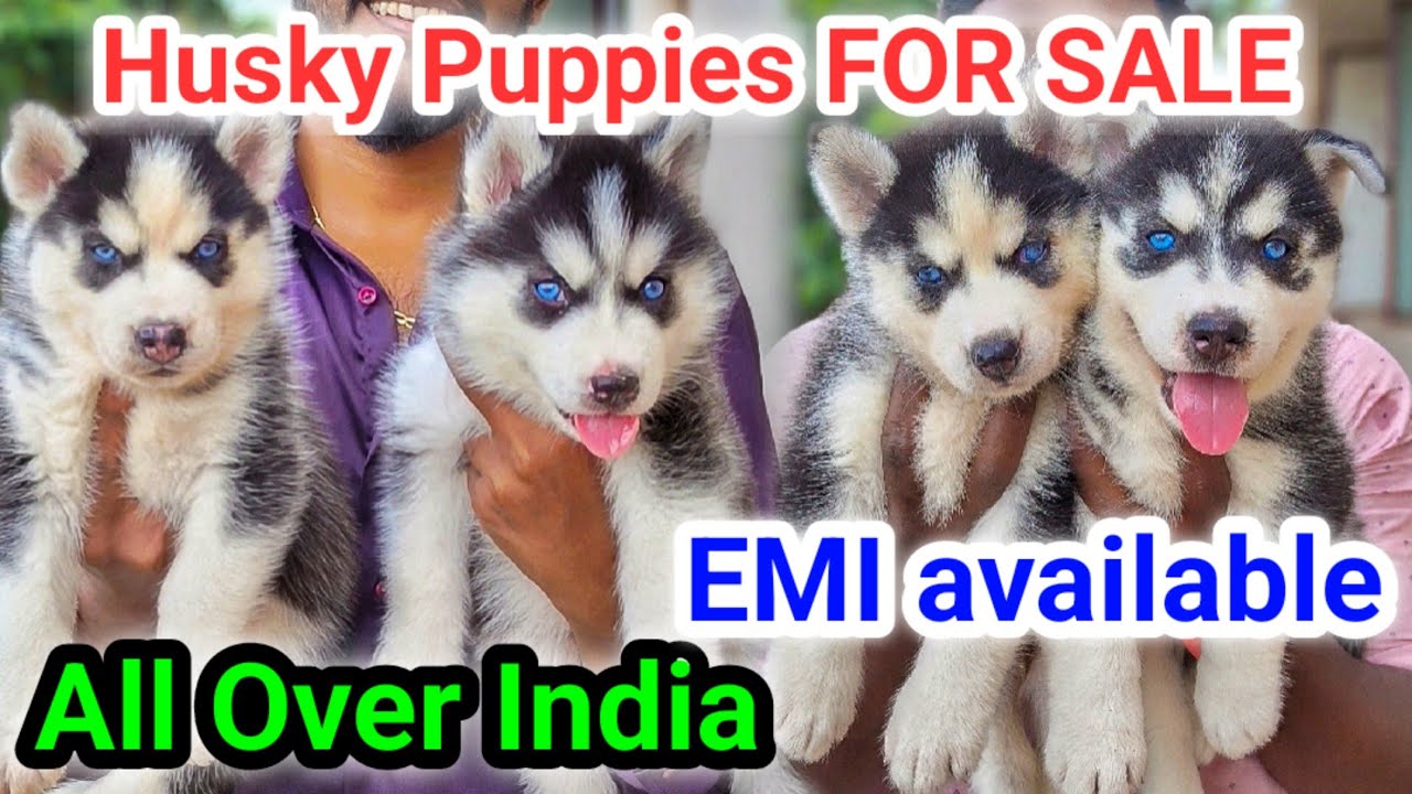 சைபீரியன் வகை HUSKY PUPPIES FOR SALE | EMI | ALL OVER INDIA | Pets Market | Namma MKG Husky Puppies