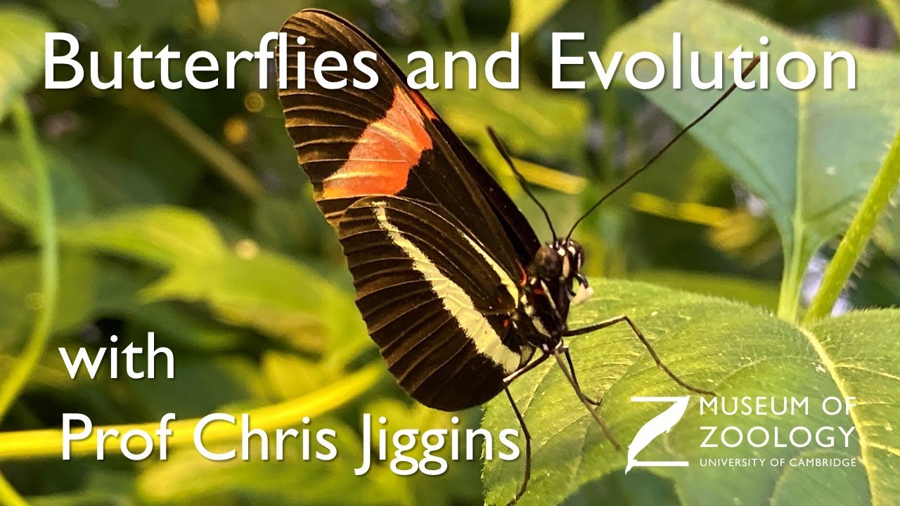 Heliconius butterflies with Prof Chris Jiggins