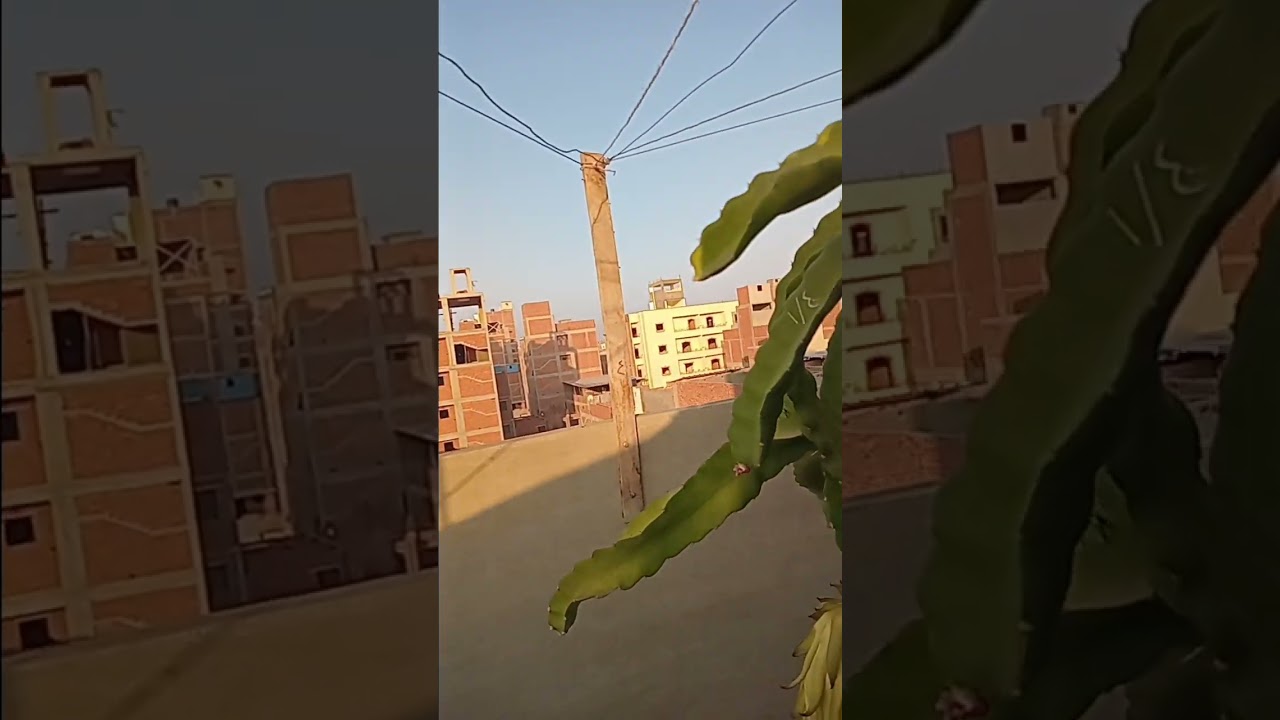 أسهل طرق زراعة الدراجون فروت