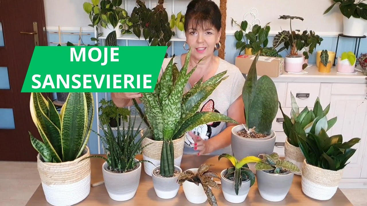 SANSEVIERIA - 11 odmian ☆  Coś pięknego ! #love #roślinydomowe #sansevieria