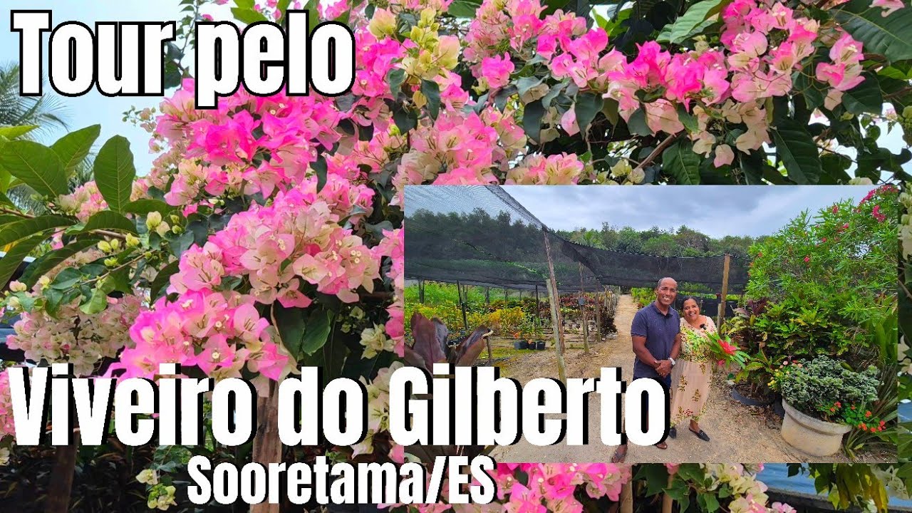 UM PARAÍSO EM FOLHAGENS: VIVEIRO DE PLANTAS DO GILBERTO EM SOORETAMA/ES | PREÇO DE PRODUTOR 