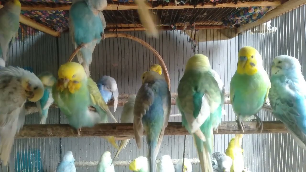 Harmonia sonora que acalma a alma 🎶  2 Minutos #PazInterior