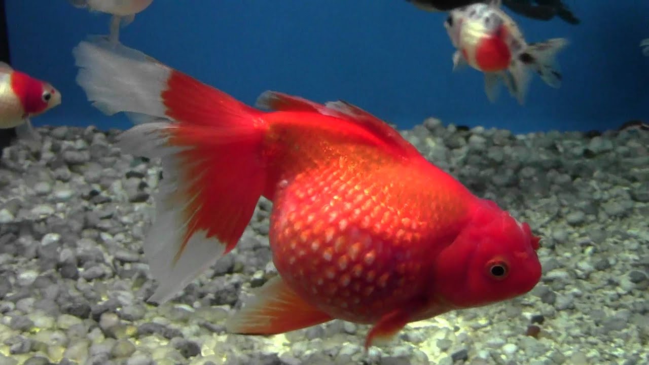 Oranda mania !