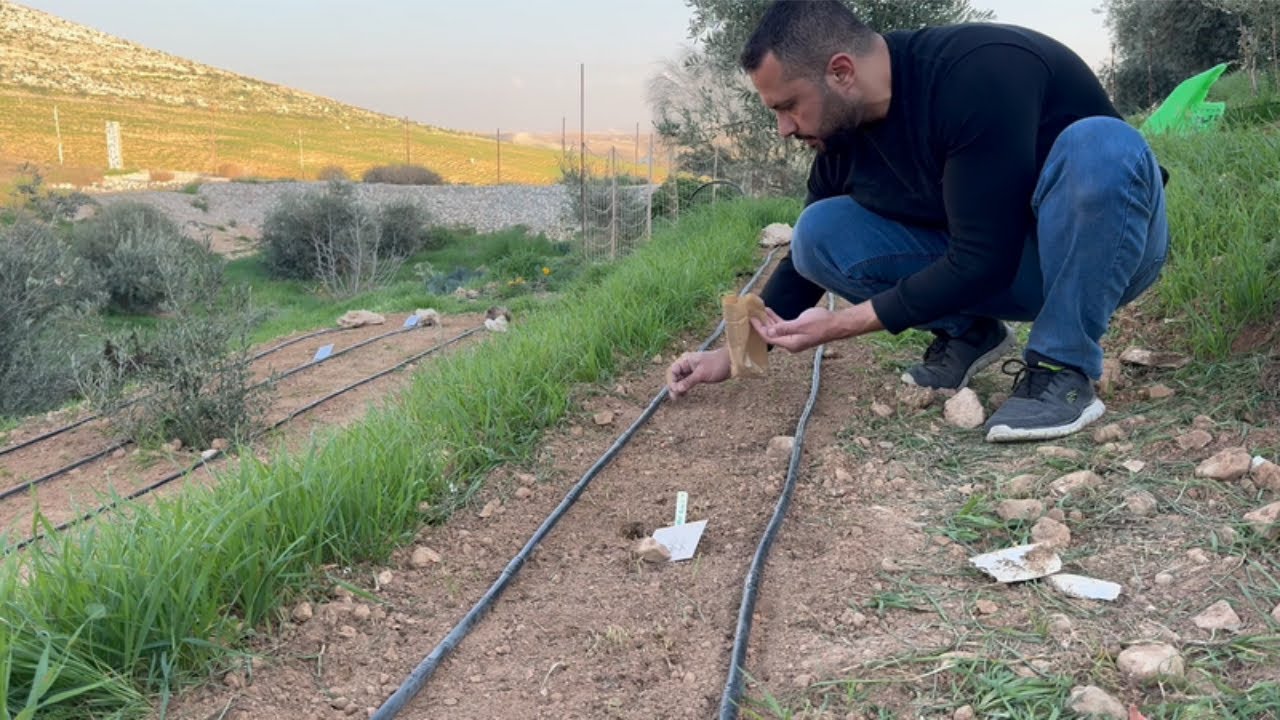 تجهيز وزراعة منطقة في المزرعة بتشكيلة من بذور ازهار القطف