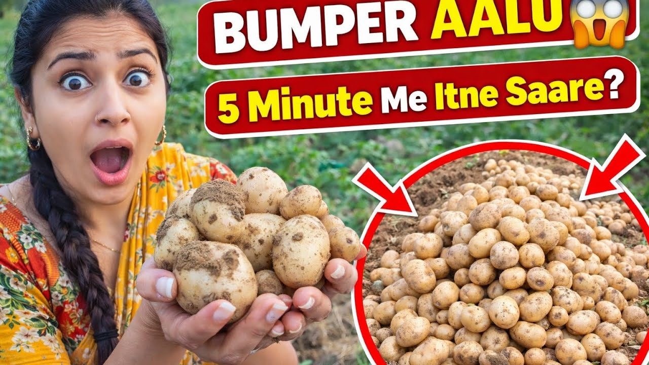 Aalu Ki Harvesting Kaise Hoti Hai | Fresh Potato Farming in Rajasthan❣️🌸😱