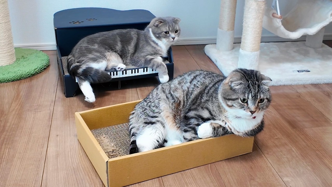 猫にエジプトの音楽を聴かせると神だった頃の記憶を思い出すってほんと？りっちゃんたちが検証してくれた結果🤣🤣🤣
