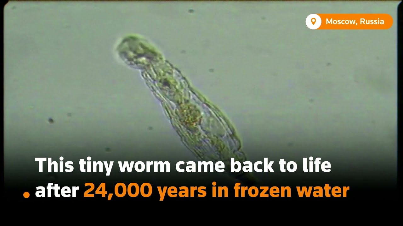 Zombie worm survives 24,000 years in deep freeze
