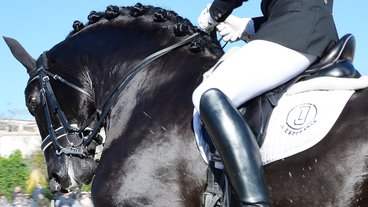 Caballo Semental P.R.E. ILUSIONISTA II