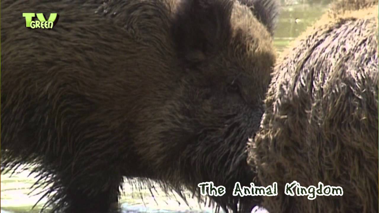 Wild boar mud bath - Wild zwijn in modderbad