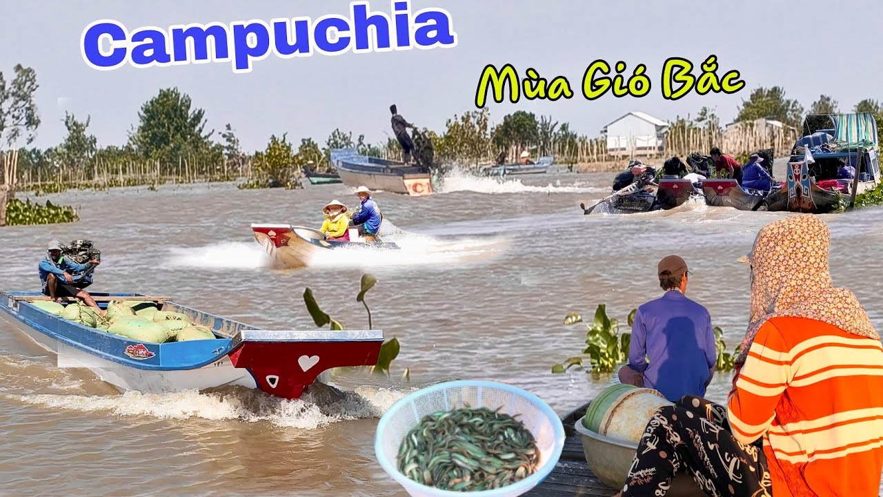 Con nước cá đi xóm Việt Kiều Campuchia Chạy lũ săn cá đồng mùa gió bắc 