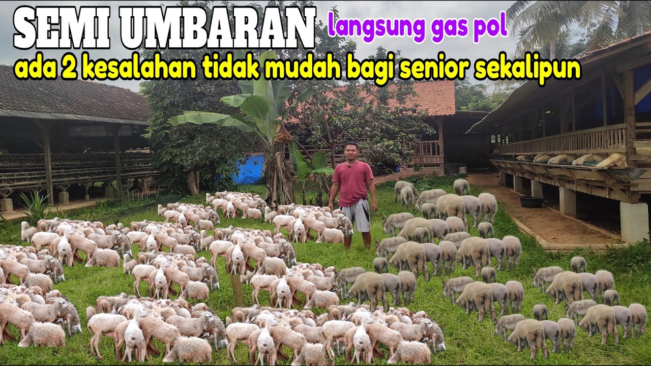 Cak Neon: Ternak Domba semi umbaran || ada 2 ujian bisa gagal dalam berternak